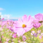 サービス情報